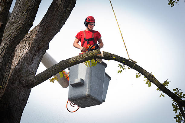 Best Emergency Tree Removal  in USA